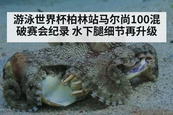 游泳世界杯柏林站马尔尚100混破赛会纪录 水下腿细节再升级